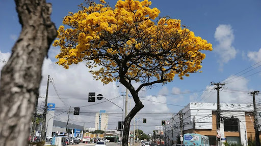 Setembro é o último mês da floração da árvore símbolo de Fortaleza